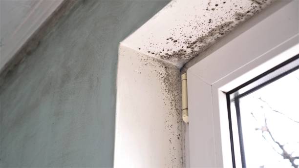 Best Residential Mold Remediation in Byram, CT