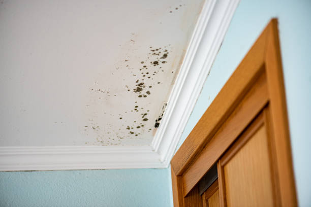 Best Emergency Mold Remediation in Byram, CT
