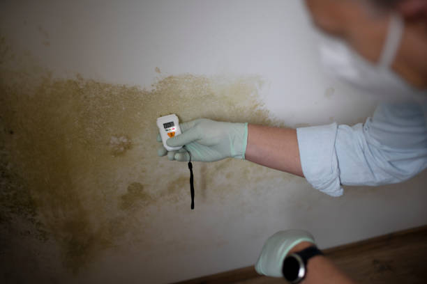 Best Health and Safety Mold Remediation in Byram, CT