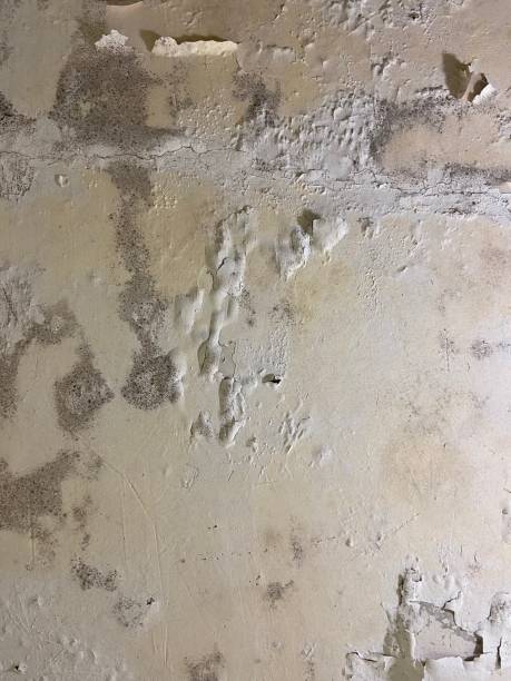 Best Insurance-Related Mold Remediation in Byram, CT