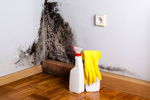 Best Residential Mold Remediation in Byram, CT