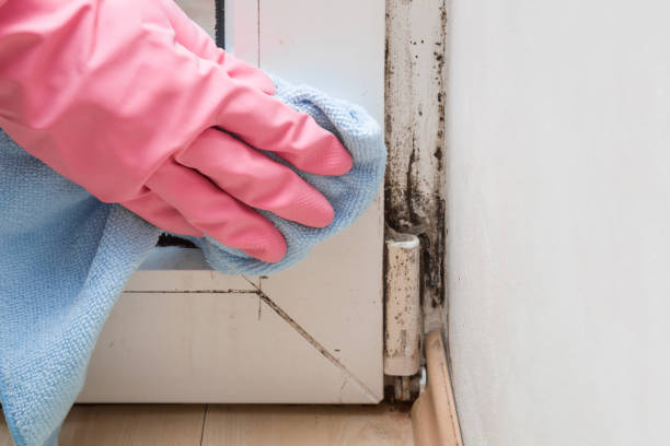 Best Black Mold Remediation in Byram, CT