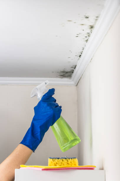 Best Post-Flood Mold Remediation in Byram, CT